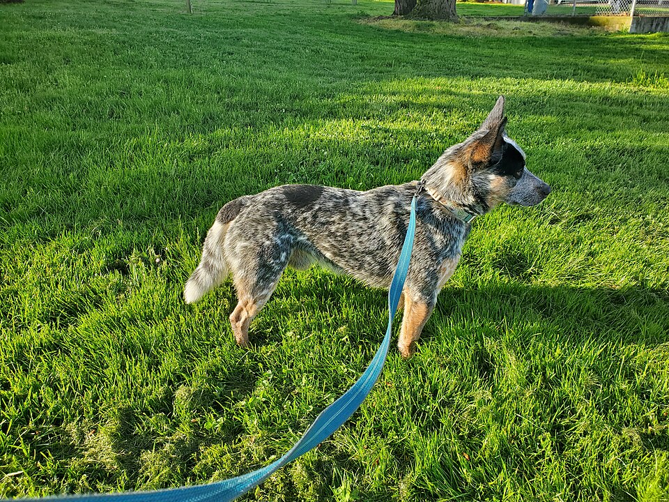 A blue heeler on a leash in a sunny grassy park
