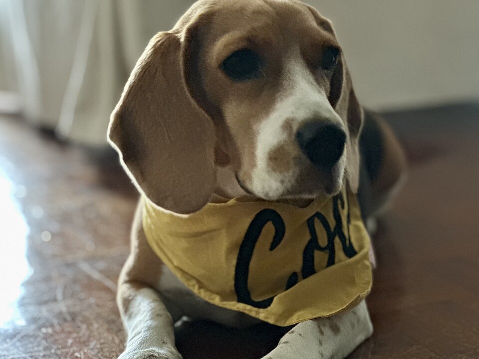A dog wearing a bandana