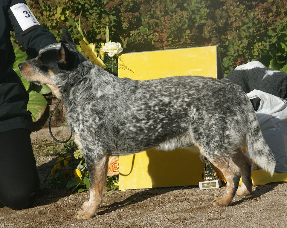 A cattle dog wearing a harness