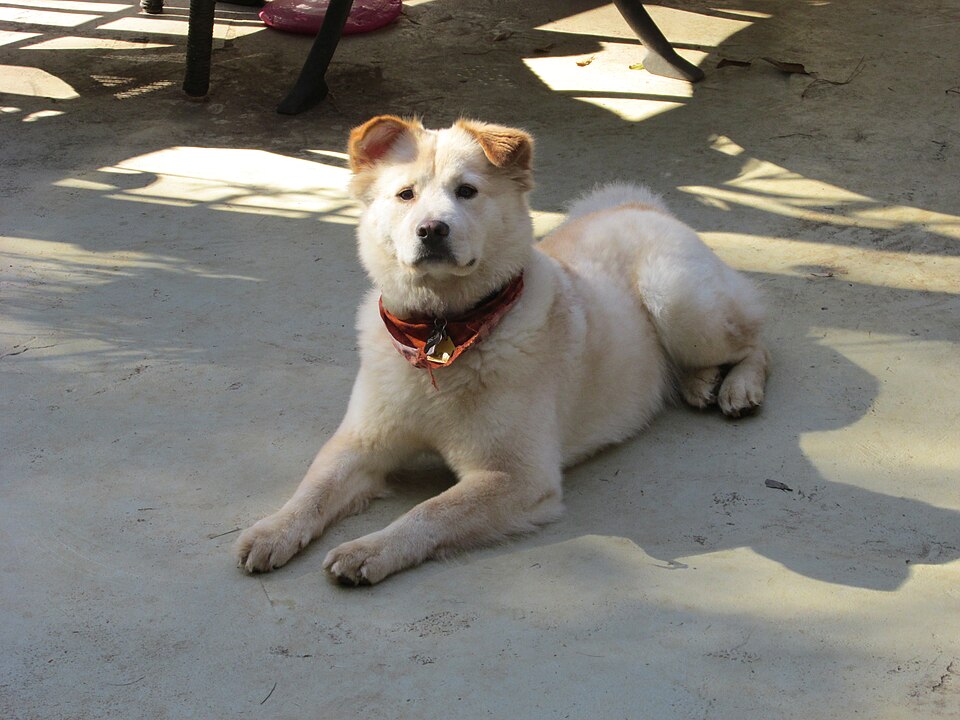 Biscuit, a fluffy tan dog wearing a red bandana, this month's featured pet